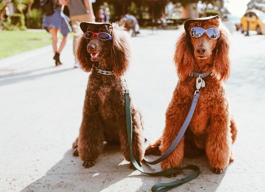 The Best Dog Boutiques for Spoiling Your Pup